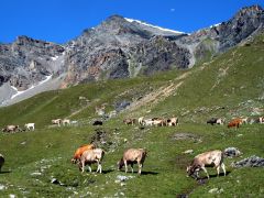 Koeien in het berglandschap van Engadin en Zwitsers nationaal park